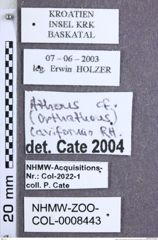 Etikette zu Athous (Orthathous) caviformis syn of cavazzutii? (Reitter, 1905) (NHMW-ZOO-COL-0008443)